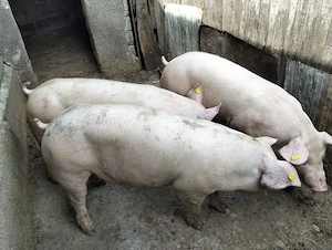 Porci de vânzare 