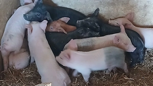 purcei 9 saptamani  - imagine 3