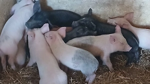 purcei 9 saptamani  - imagine 2