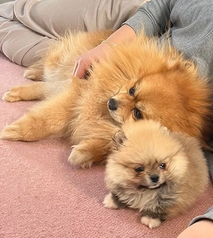 Pomeranian Toy !!!