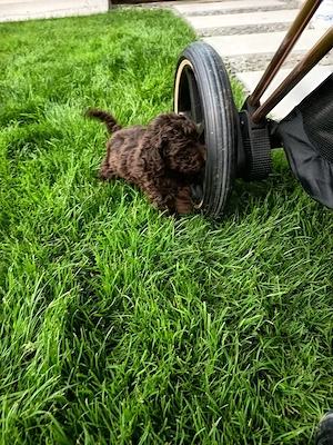 Pomeranian Toy !!! - imagine 3