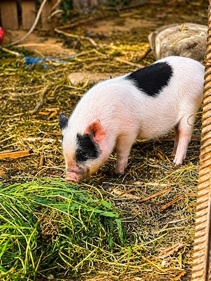 Vând purcei vietnamezi   350 lei negociabil   Tulcea - imagine 2