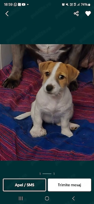 catea 1 an Jack Russell - imagine 3