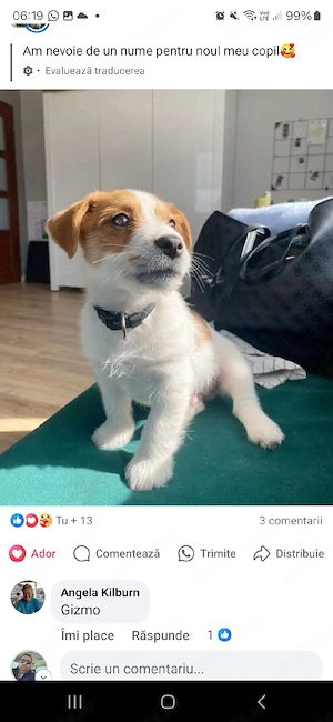 catea 1 an Jack Russell - imagine 4