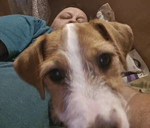 catea 1 an Jack Russell - imagine 2