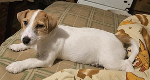 catea 1 an Jack Russell