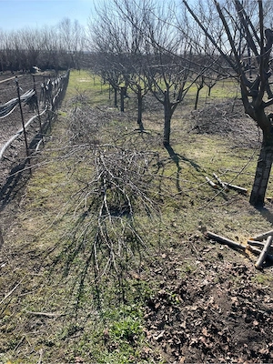 Vand teren 2500mp intravilan stradal in zona de sud a Bucurestiului - imagine 4