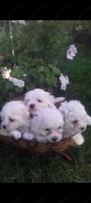 Vând căței Bichon Maltez   8 săptămâni - imagine 2
