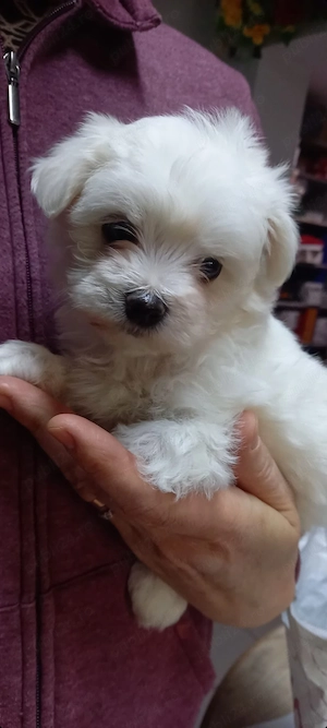 Vând căței Bichon Maltez   8 săptămâni - imagine 3