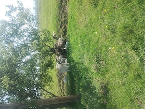 Vând 50 de capre cu iezi - imagine 4