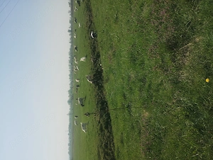 Vând 50 de capre cu iezi - imagine 3