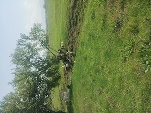 Vând 50 de capre cu iezi - imagine 2