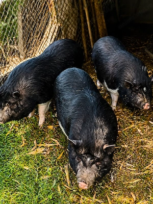 Vând porci vietnamezi adulți   sănătoși și bine îngrijiți   Tulcea - imagine 3