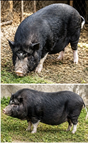 Vând porci vietnamezi adulți   sănătoși și bine îngrijiți   Tulcea - imagine 2