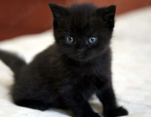 British black mascul 