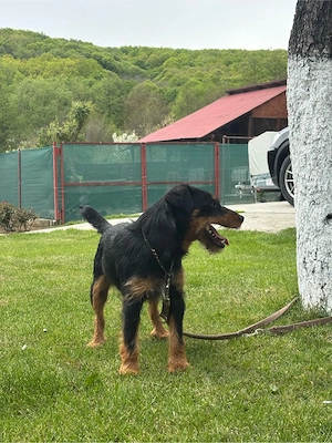 jagdterrier mascul - imagine 2