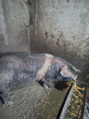 Disponibil vier bazna . 