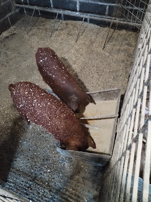 Soldaniiii - imagine 5