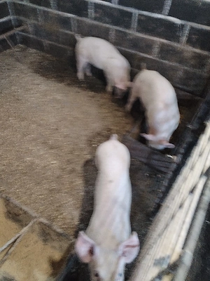 Soldaniiii - imagine 2