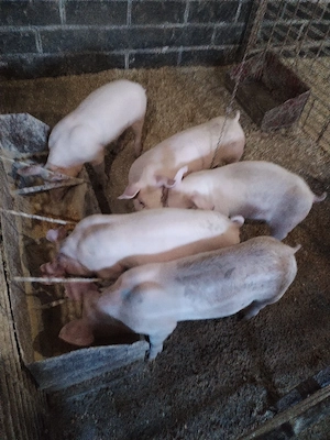 Soldaniiii - imagine 3