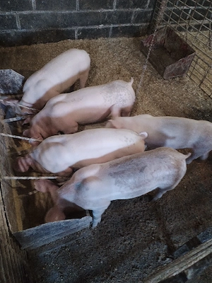 Soldaniiii - imagine 4