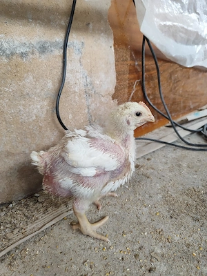 Pui de carne 600-700g 