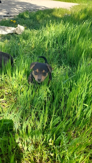 Donăm cățeluși de aproximativ 2 luni!  - imagine 4