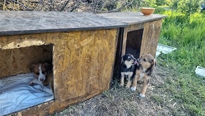 Donăm cățeluși de aproximativ 2 luni!  - imagine 2