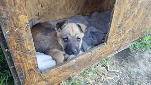 Donăm cățeluși de aproximativ 2 luni!  - imagine 3