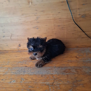 Yorkshire Terrier de rasa pura cu vaccin și deparazitați și carnet se pot vedea și părinți. 