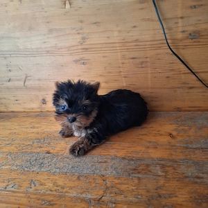 Yorkshire Terrier de rasa pura cu vaccin și deparazitați și carnet se pot vedea și părinți.  - imagine 2