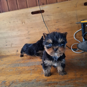 Yorkshire Terrier de rasa pura cu vaccin și deparazitați și carnet se pot vedea și părinți.  - imagine 3
