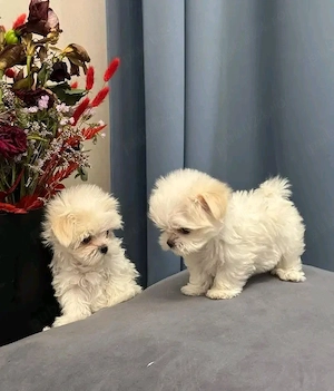 Bichoni maltezi mini toy  - imagine 4