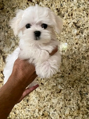 Bichoni maltezi mini toy 