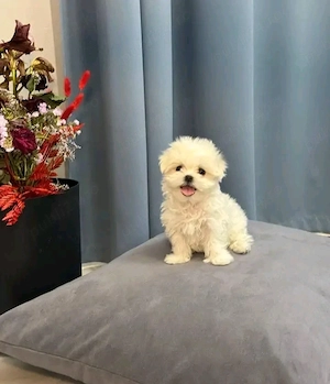 Bichoni maltezi mini toy  - imagine 3