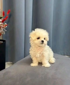 Bichoni maltezi mini toy  - imagine 2