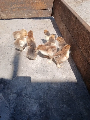 Vind puii brahma PORȚELAN. 