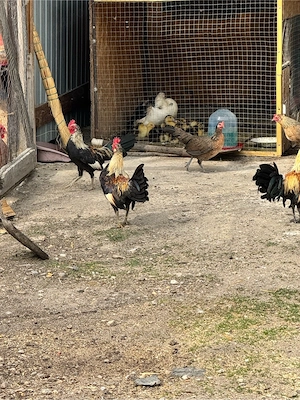 Vand cocoș talie mica 