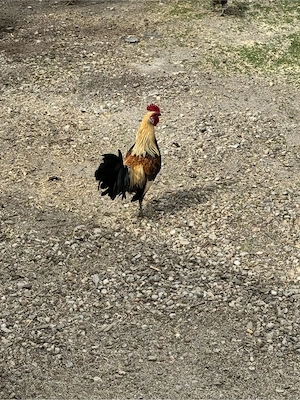 Vand cocoș talie mica  - imagine 3