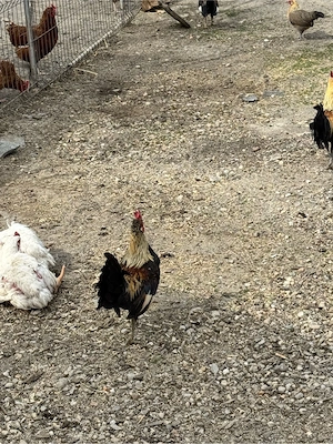 Vand cocoș talie mica  - imagine 2