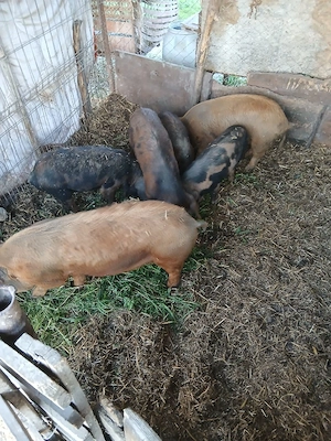 de vânzare 6 bucăți mai multe detalii la telefon 