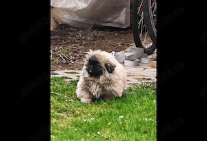 Pechinez Imperial - oriunde in romania