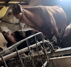 Vaca baltata romaneasca - imagine 2