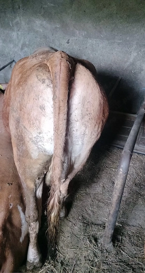 Vaca baltata romaneasca - imagine 3