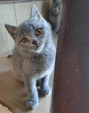 British Shorthair - imagine 4