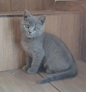 British Shorthair - imagine 5