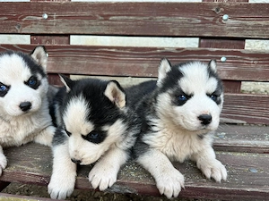 De vânzare cățeluși Husky Siberian    - imagine 5