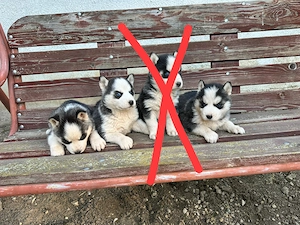 De vânzare cățeluși Husky Siberian    - imagine 2