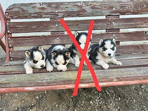 De vânzare cățeluși Husky Siberian    - imagine 3