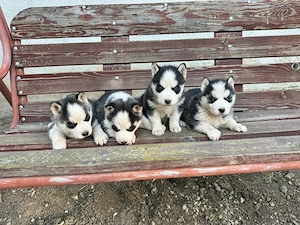 De vânzare cățeluși Husky Siberian    - imagine 4